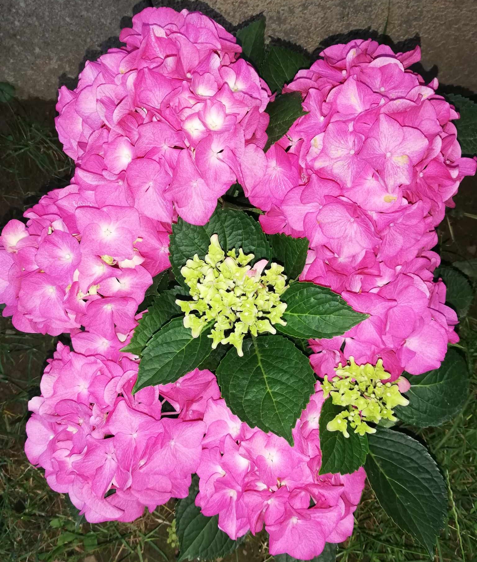 Hortenzia kalinolistá – ružová 